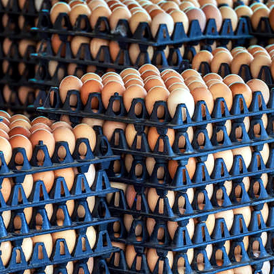 Stacked egg handling trays